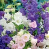 Campanula Cup & Saucer Mix 2 Campanula Cup & Saucer Mix -Kingsseeds Store F1343 1 5794d636 faf9 4758 8580 8530b54f4fc8