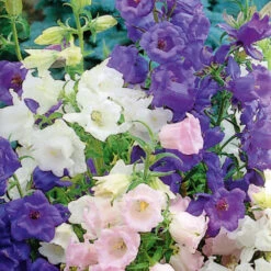 Campanula Cup & Saucer Mix