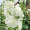 Hollyhock Chater's White -Kingsseeds Store F1344 1 c703611b 5e4a 48a6 87b3 1fdefeca010b
