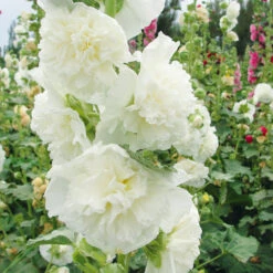 Hollyhock Chater's White