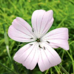 Agrostemma Light Rose