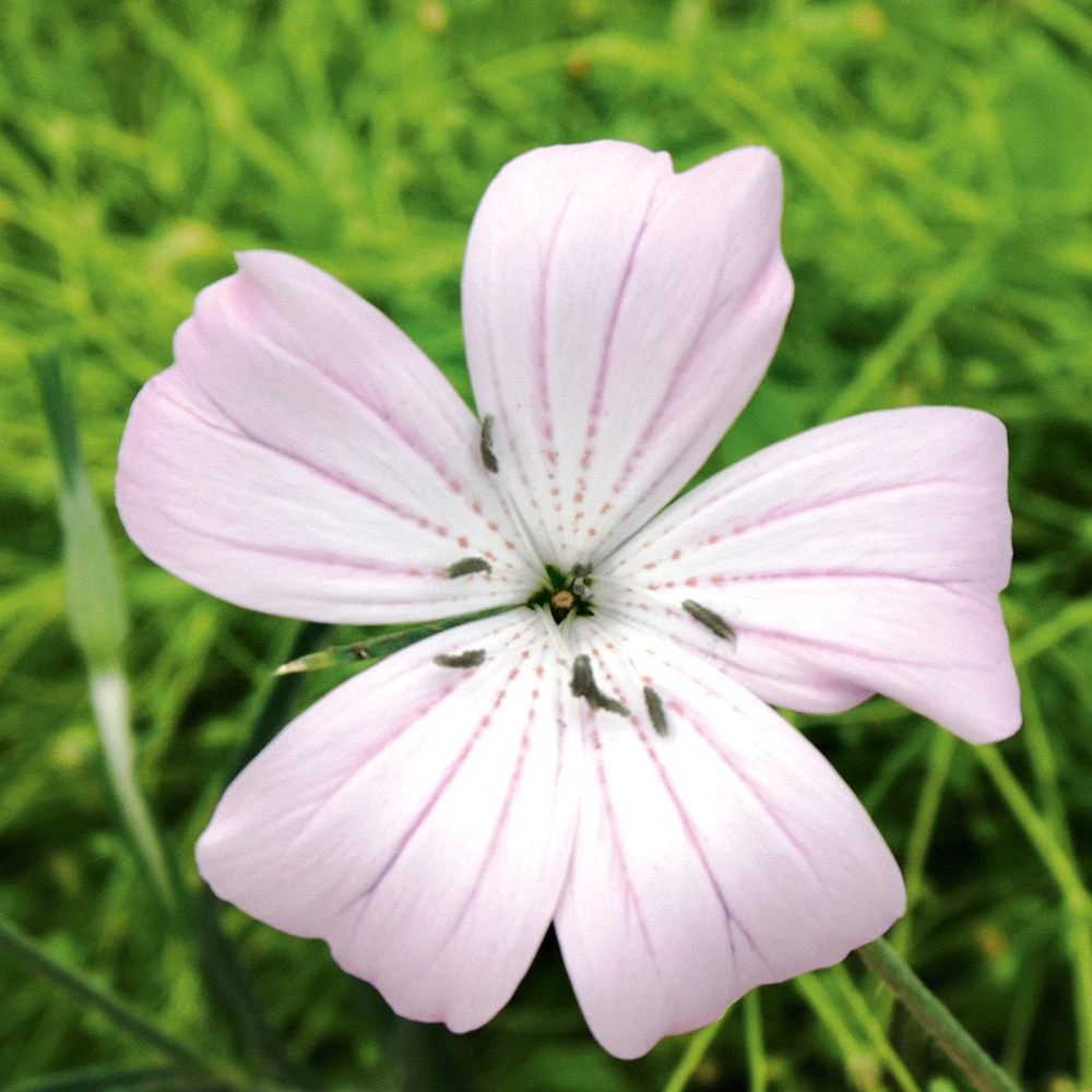 Agrostemma Light Rose 3 Agrostemma Light Rose