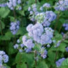 Ageratum Bouquet Blue -Kingsseeds Store F1349 1 e69a7d45 ca2f 4a72 aba8 7aeafc72b911