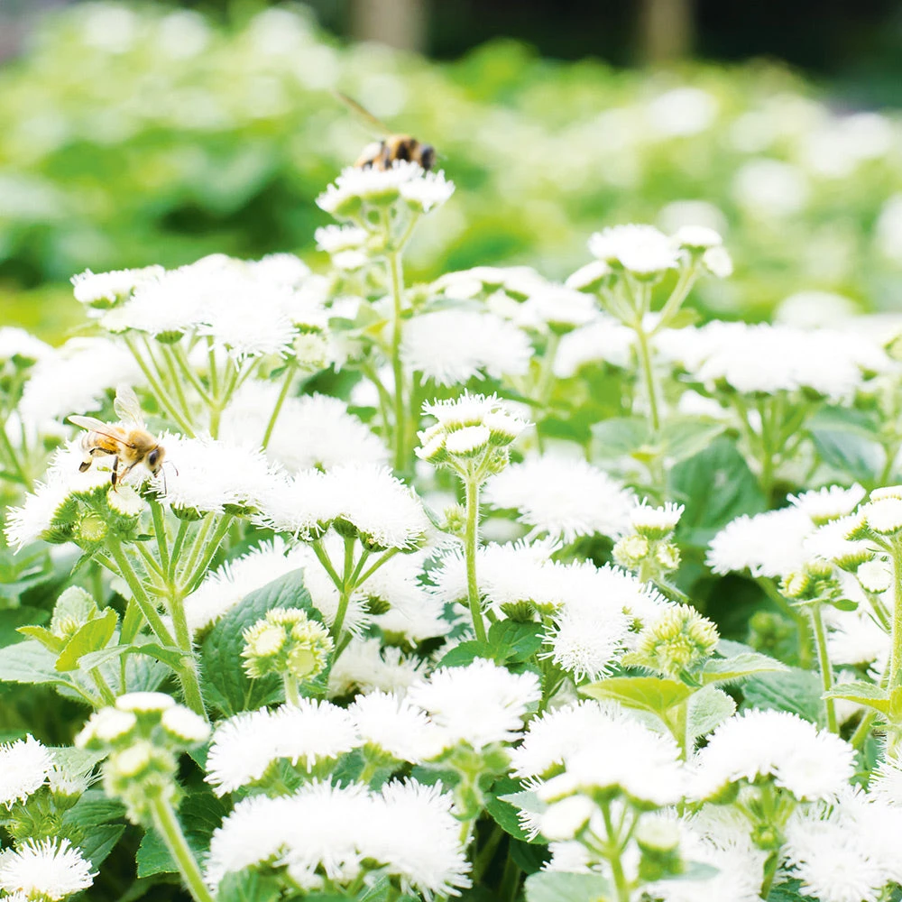 Ageratum Bouquet White 3 Ageratum Bouquet White