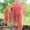 Amaranthus Coral Fountain -Kingsseeds Store F1352 1 93c00444 907c 4f2a a493 1081d187b2e8