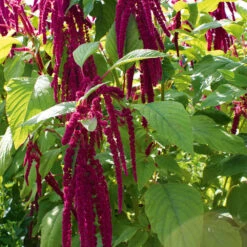 Amaranthus Love Lies Bleeding