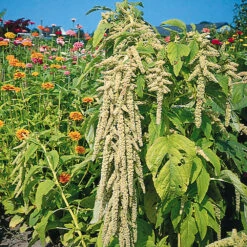 Amaranthus Viridis