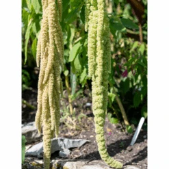 Amaranthus Viridis -Kingsseeds Store F1354 3