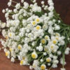 Ammobium Winged Everlasting -Kingsseeds Store F1355 1 f048d5c0 4aec 41f0 9a9d 1d9a7fed24df