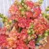 Antirrhinum Madame Butterfly Bronze With White -Kingsseeds Store F1356 1 1927cfff bf4e 4832 9673 a5f2153cdb27