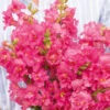 Antirrhinum Madame Butterfly Rose -Kingsseeds Store F1358 1 3769a1b2 8e71 4318 acf2 780e1d814d2c