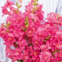 Antirrhinum Madame Butterfly Rose