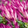 Celosia Flamingo Purple 2 Celosia Flamingo Purple -Kingsseeds Store F1362 1 c424fabe 9411 4c34 863c bfe8e8720702