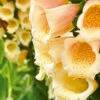 Foxglove Dalmatian Peach F1 1 Foxglove Dalmatian Peach F1 -Kingsseeds Store F1368 1 7ad51cf8 dcbf 4464 a867 b35aa4390814