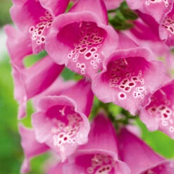 Foxglove Dalmatian Purple F1