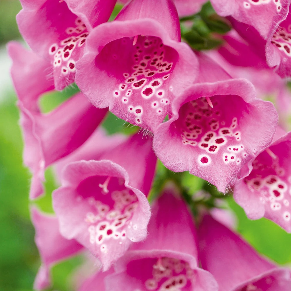 Foxglove Dalmatian Purple F1 3 Foxglove Dalmatian Purple F1