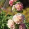Hollyhock Chater's Salmon -Kingsseeds Store F1373 1 b7270be1 6fea 4637 952a db7a1860b70a