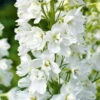 Larkspur White 1 Larkspur White -Kingsseeds Store F1375 1 1623f6fb 69a6 400e 9e70 5ccc8ea36fac