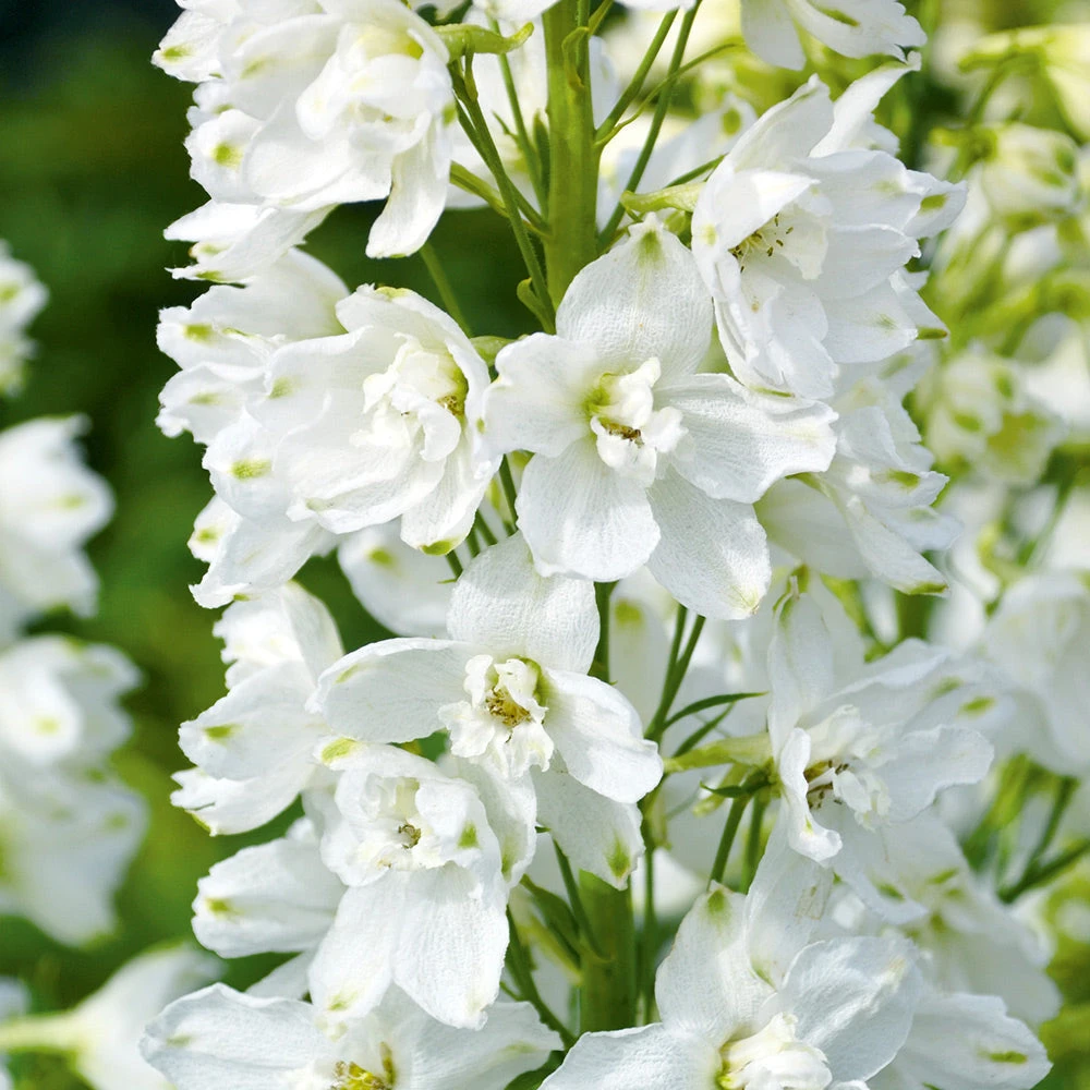 Larkspur White 3 Larkspur White