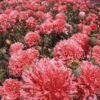 Poppy Paeony Salmon -Kingsseeds Store F1377 1 7ea1d0ed e001 49fd 81f3 d476e5deb7b8