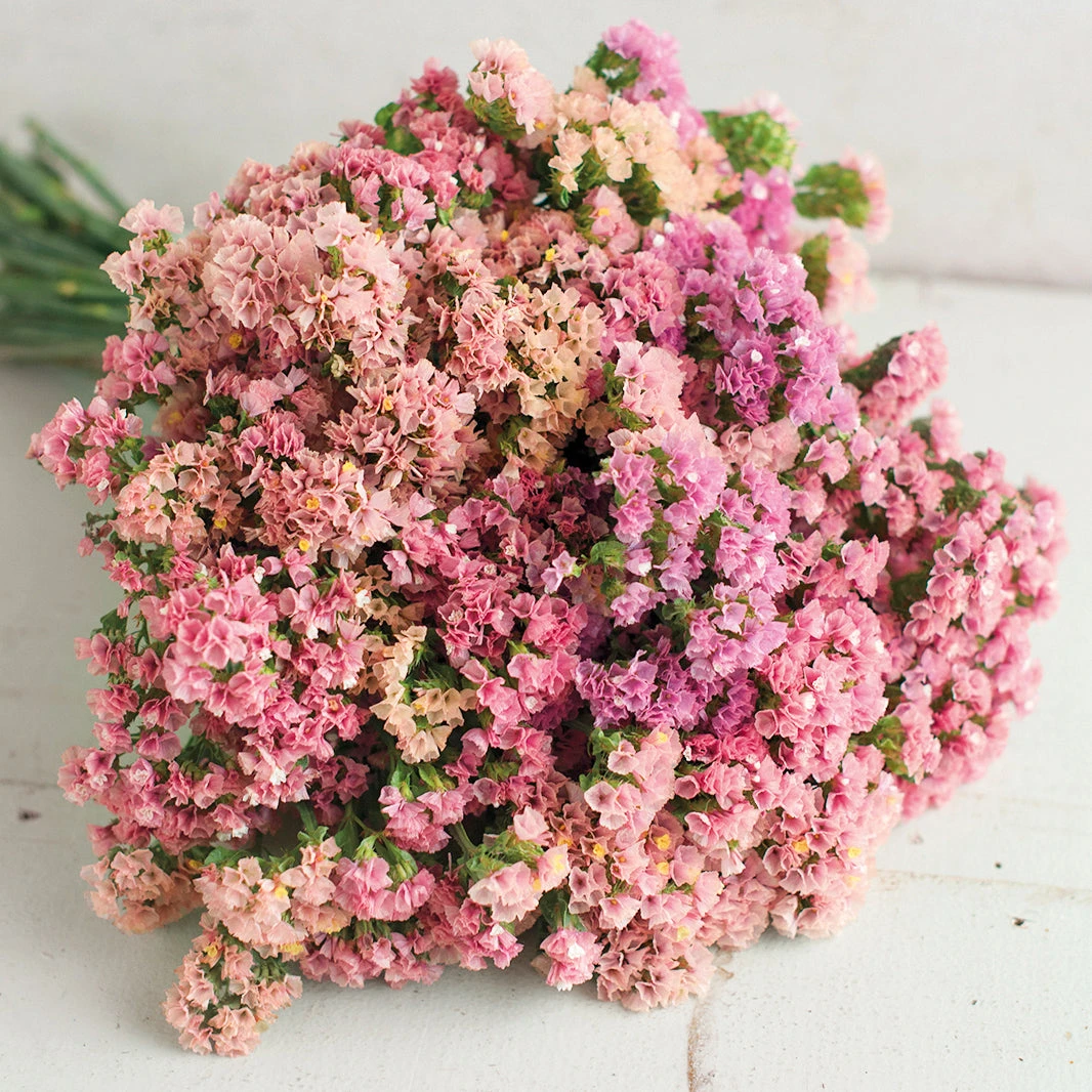 Statice Apricot 3 Statice Apricot