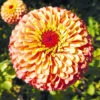 Zinnia Queen Lime-Orange 2 Zinnia Queen Lime-Orange -Kingsseeds Store F1380 1 b1eabe3a a501 42ed 9c5f d9917c5be183