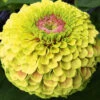 Zinnia Queen Lime-Blush 1 Zinnia Queen Lime-Blush -Kingsseeds Store F1381 1 6aa19b1b 9df6 4aad 9549 69bb80cfe456