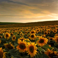 Sunflower Lollipop -Kingsseeds Store F1384 3