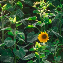 Sunflower Lollipop -Kingsseeds Store F1384 4