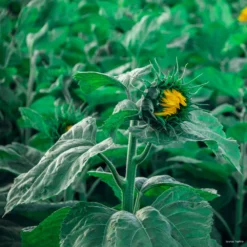 Sunflower Lollipop -Kingsseeds Store F1384 5