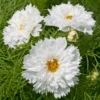 Cosmos Double Dutch White -Kingsseeds Store F1386 1W