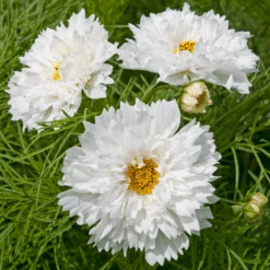 Cosmos Double Dutch White