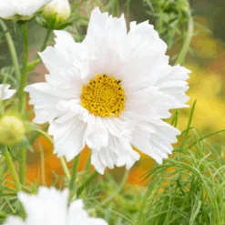Cosmos Double Dutch White -Kingsseeds Store F1386 3W