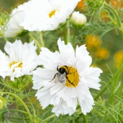 Cosmos Double Dutch White -Kingsseeds Store F1386 4W