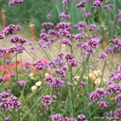 Verbena Purpletop Vervain