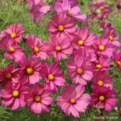 Cosmos Xsenia