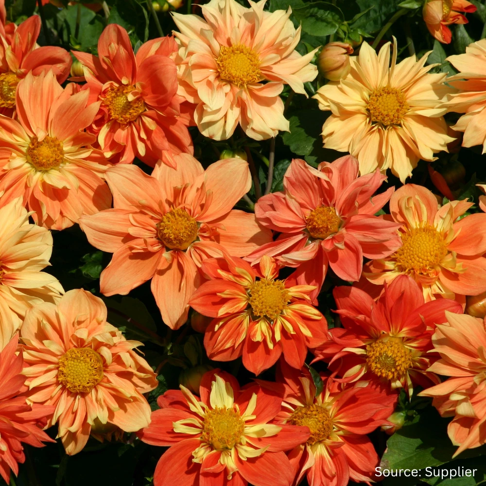 Dahlia Sunny Reggae 3 Dahlia Sunny Reggae