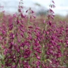 Penstemon Twizzle Purple