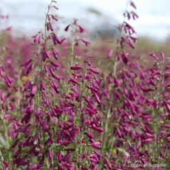 Penstemon Twizzle Purple