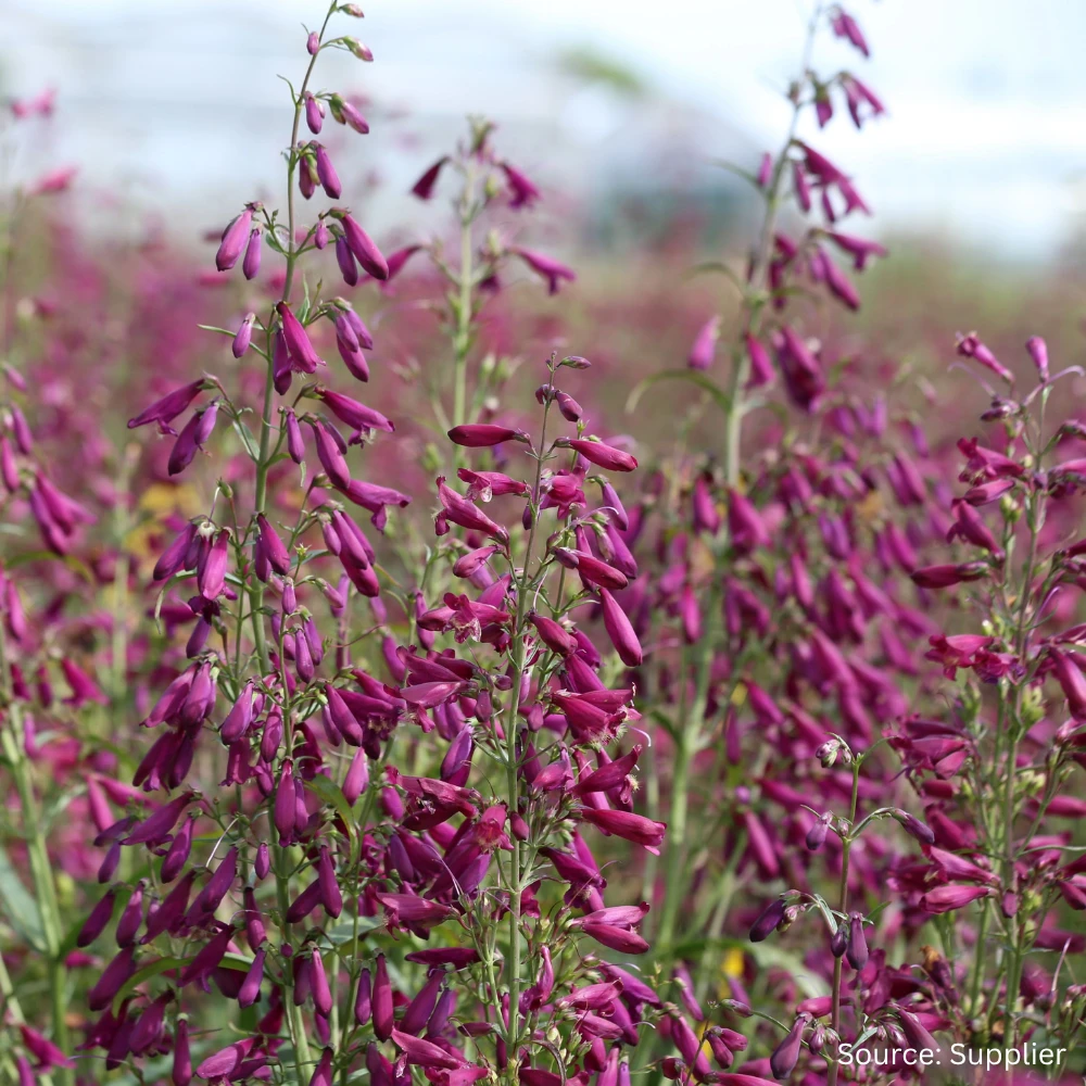 Penstemon Twizzle Purple 3 Penstemon Twizzle Purple