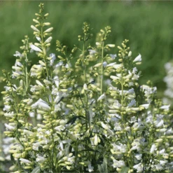 Penstemon Twizzle White