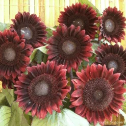Sunflower ProCut Red F1 (treated Seed)