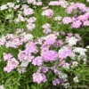 Candytuft Fairy Mix 2 Candytuft Fairy Mix -Kingsseeds Store F1394 1 c158eebf 9a17 465d 8f26 a78b621a970c