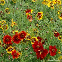 Coreopsis Mix