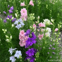 Larkspur Hyacinth Dwarf Mix