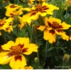 Marigold Naughty Marietta 1 Marigold Naughty Marietta -Kingsseeds Store F1398 1 dbbb2a6f 5c3f 471a 8a68 7379fc9de671