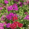 Phlox Star Mix -Kingsseeds Store F1399 1 8dabaf12 6097 4697 b101 69733740f8b2