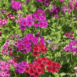 Phlox Star Mix