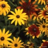 Rudbeckia Gloriosa Daisies Mix 2 Rudbeckia Gloriosa Daisies Mix -Kingsseeds Store F1400 1 4800c83d e515 4cd0 89aa c0cd786f6779