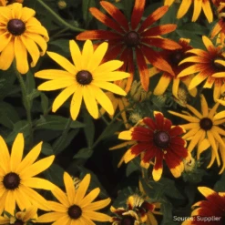 Rudbeckia Gloriosa Daisies Mix